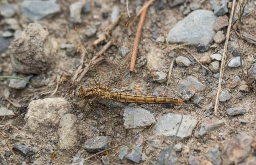 Orthetrum brunneum